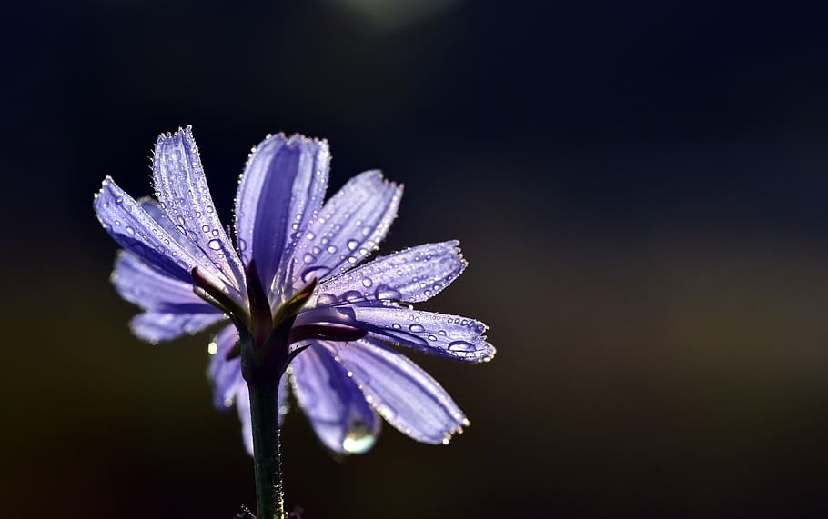 chicory, flower, blossom, bloom, blue, nature, light blue, violet, HD wallpaper