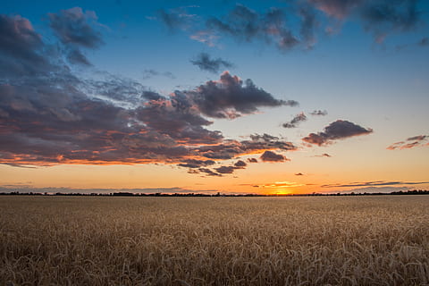 field, sunset, cereals, summer, clouds, mood, evening, sky HD wallpaper