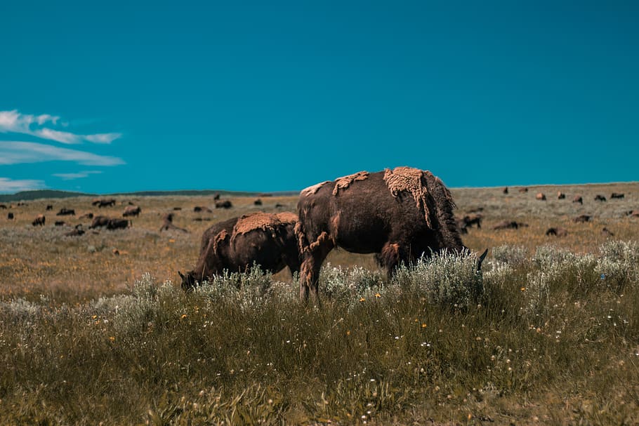 brown elephants, sky, land, plant, grass, animal, animals in the wild HD wallpaper
