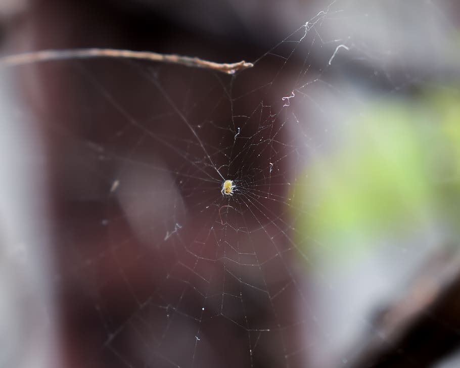 spide, web, macro, spider web, invertebrate, fragility, animal HD wallpaper