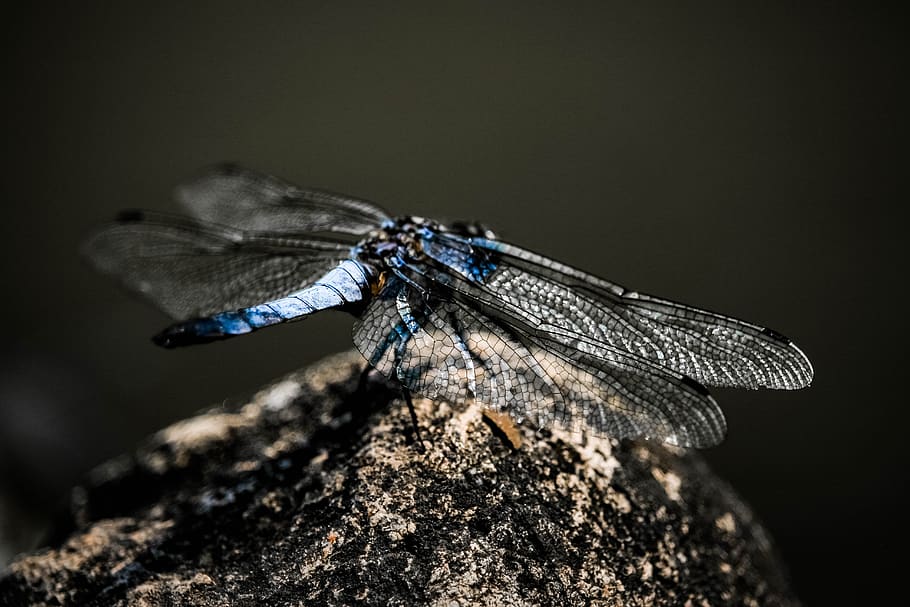 dragonfly, nature, insect, ali, blue, insects, invertebrate HD wallpaper