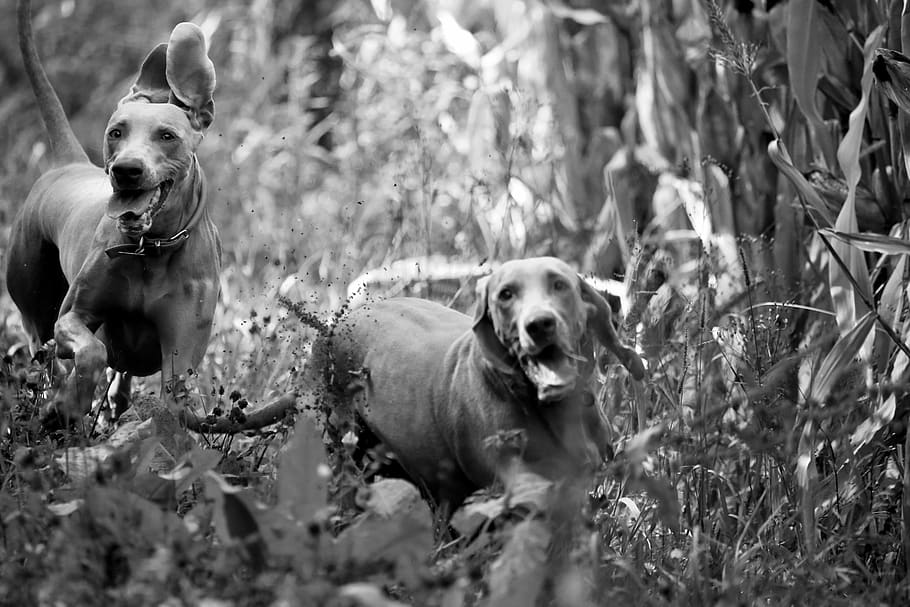 two dog running on grass field in grayscale photography, animal