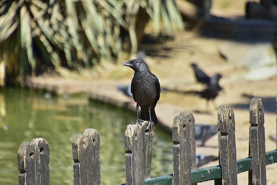 crows, rook, black, pen, birds, animal wildlife, animal themes HD wallpaper