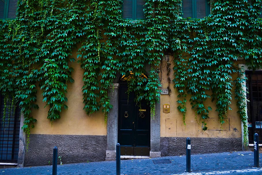 green vines on yellow wall, plant, rome, italy, handrail, banister, HD wallpaper