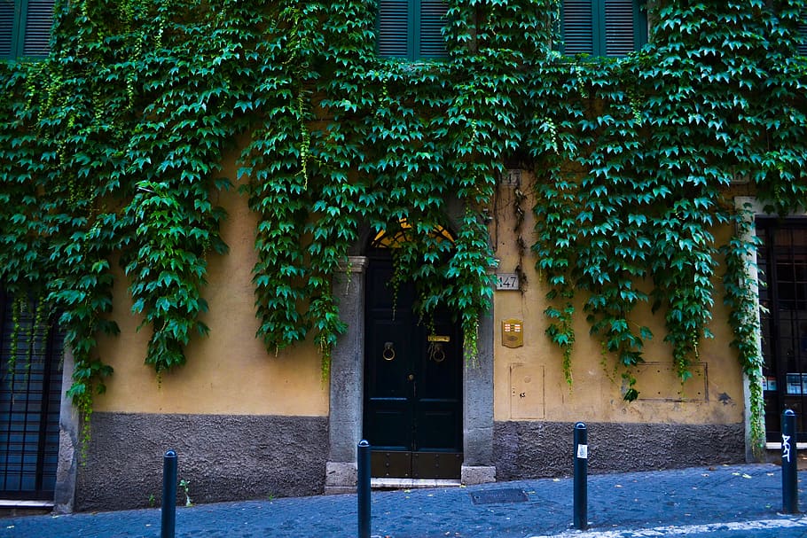 green vines on yellow wall, plant, rome, italy, handrail, banister HD wallpaper