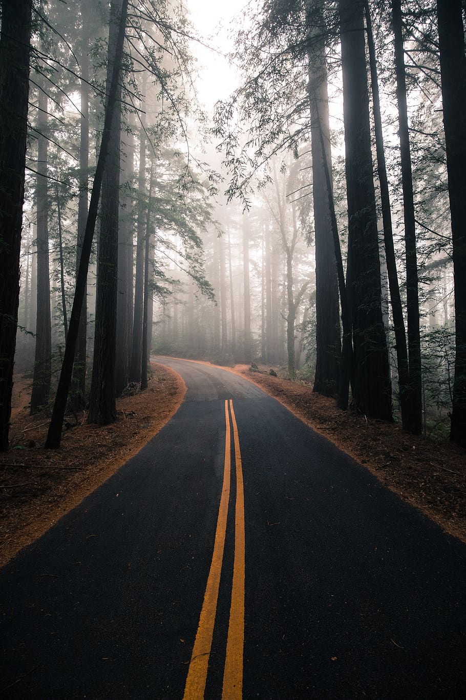gray and yellow road surrounded by trees, plant, direction, the way forward HD wallpaper