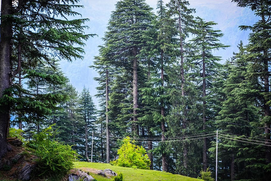 himalayas, himachal, india, mountains, greenery, manali, tilgan, HD wallpaper