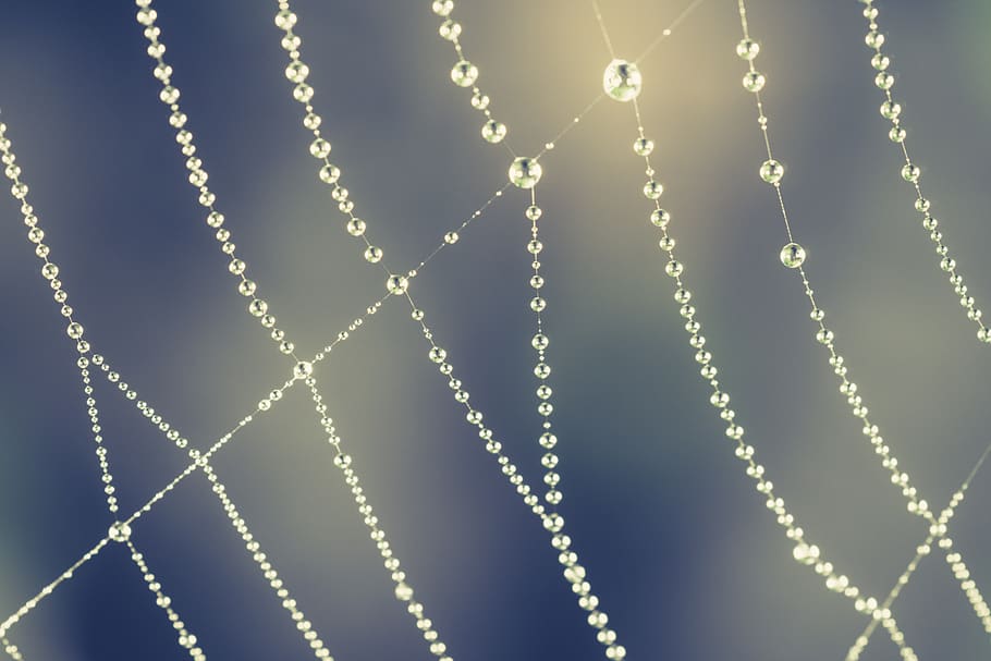 drop, droplet, dew, spider web, halloween, full frame, no people HD wallpaper