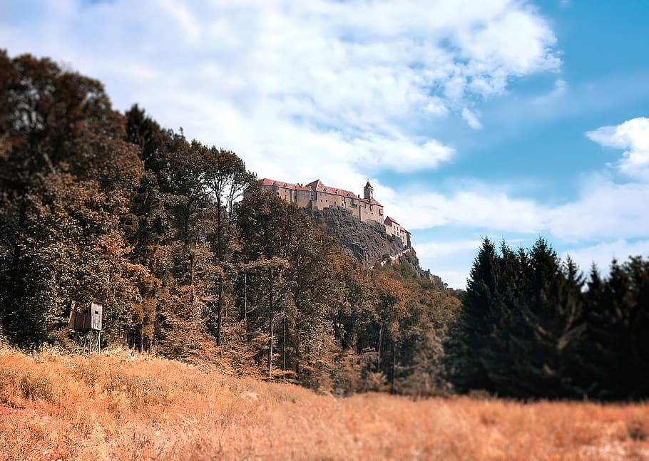 brown castle, fir, plant, abies, tree, nature, outdoors, austria HD wallpaper