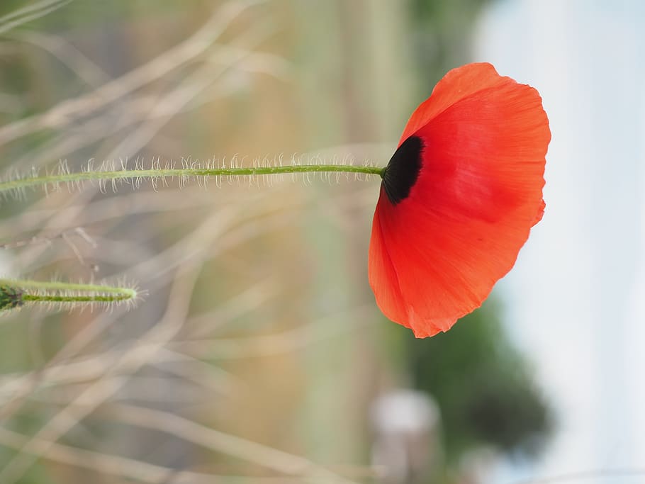 flowers, nature, red, flowering plant, freshness, petal, beauty in nature HD wallpaper