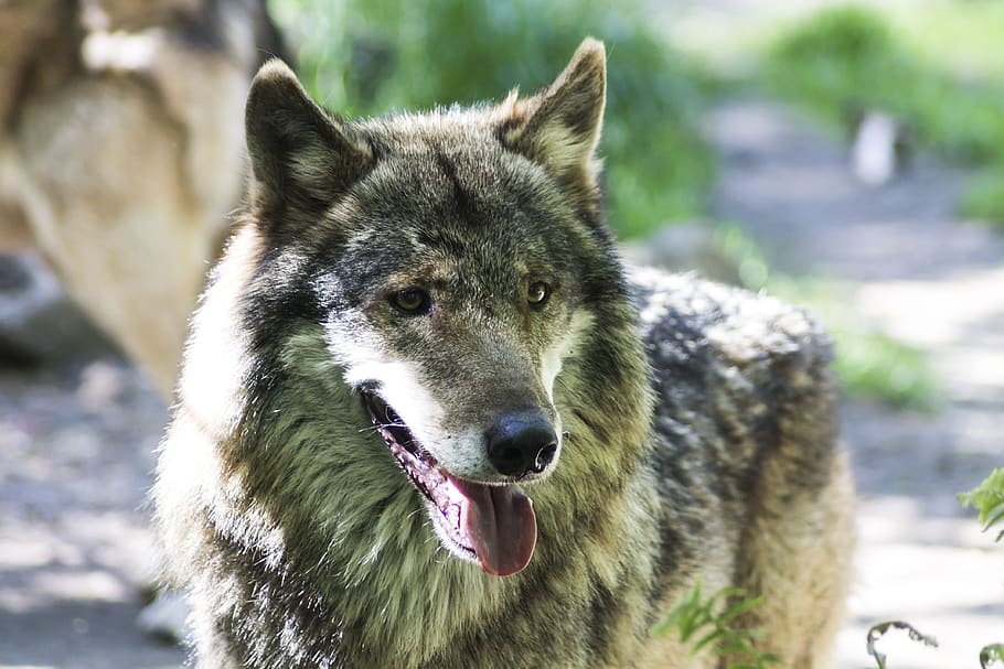 wolf, nature, animal, predator, animal world, wild, one animal HD wallpaper
