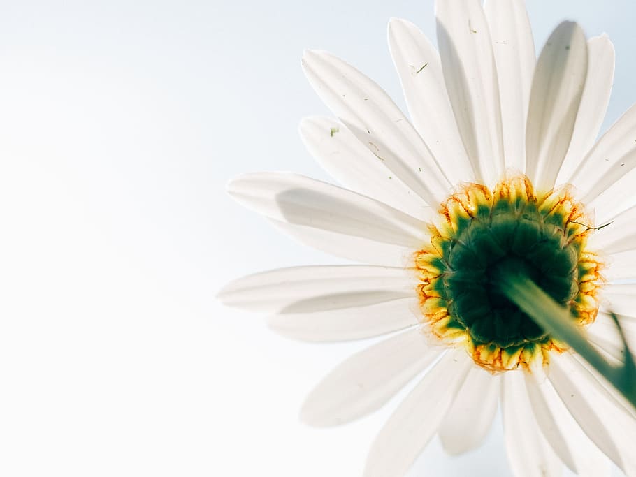 daisy, flower, plant, perspective, from below, white, yellow, HD wallpaper