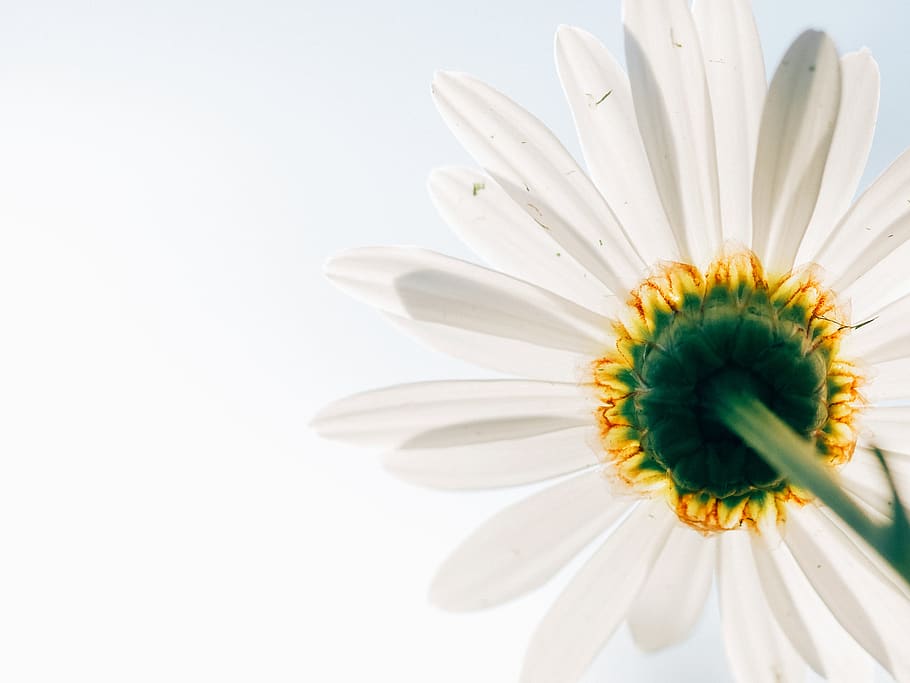 daisy, flower, plant, perspective, from below, white, yellow HD wallpaper