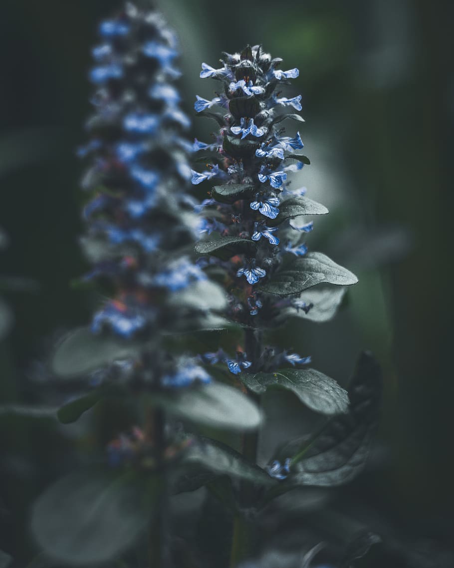 purple flowers, plant, growth, beauty in nature, vulnerability HD wallpaper