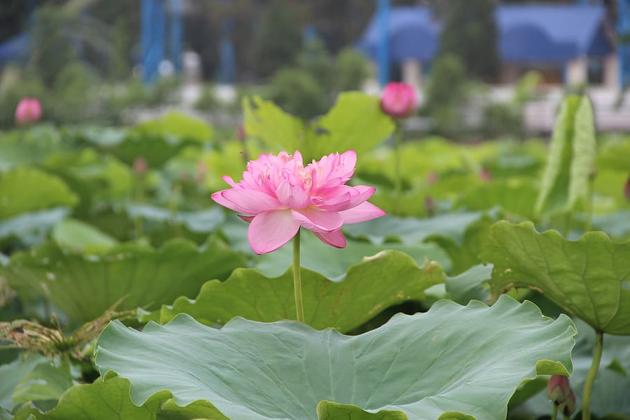 lotus, leaf, lake, pond, flower, flowering plant, beauty in nature HD wallpaper