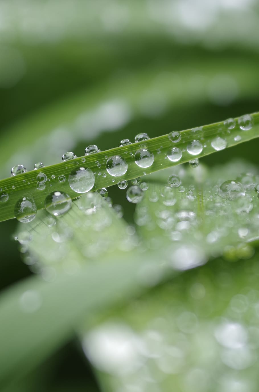 macro, close up, water, flower, nature, drops, droplets, grass HD wallpaper