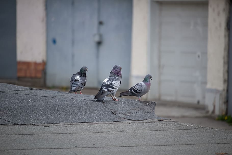 doves, pigeons, bird, spring, courtship, courting, urban life HD wallpaper