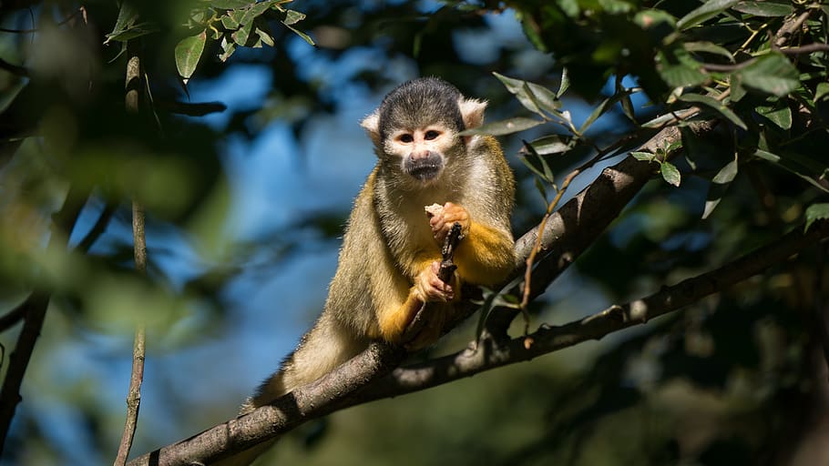 monkey, nilson, squirrel monkey, äffchen, cute, curious, mammal HD wallpaper