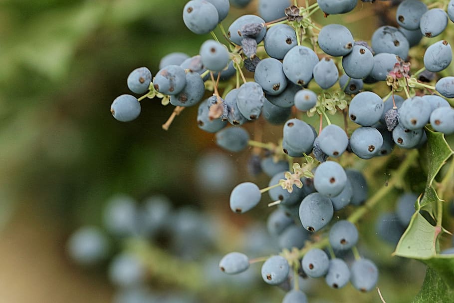 berry, nature, bush, plant, freshness, fruit, food, food and drink HD wallpaper