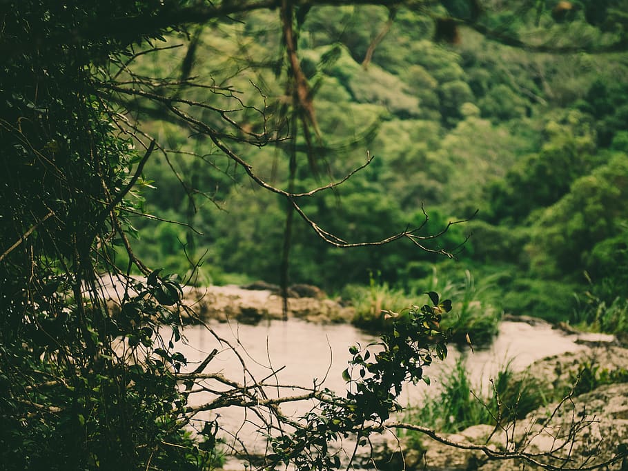 plant, tree, tranquility, growth, beauty in nature, forest HD wallpaper