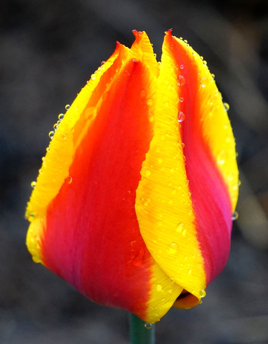 tulip, blossom, bloom, raindrop, spring, nature, flower, flowering plant HD wallpaper