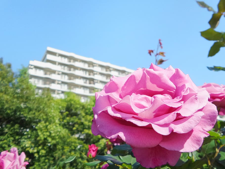 architecture, nature, rose, garden, building, floral, outdoor HD wallpaper