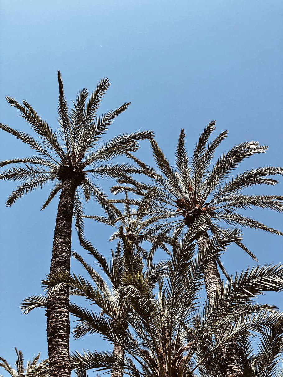 Green Palm Trees Under Blue Sky, coconut trees, plant, growth HD wallpaper