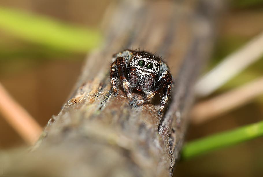 skakun, insect, macro, spider, arachnid, animal themes, animal wildlife HD wallpaper
