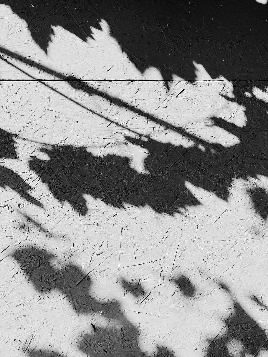 Gray Scale Shadow of Plant, black-and-white, design, rough, texture HD wallpaper