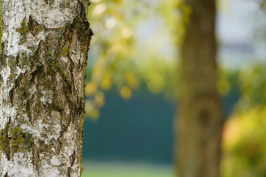 plant, tree, flora, birch, tree trunk, oak, sycamore, focus on foreground HD wallpaper