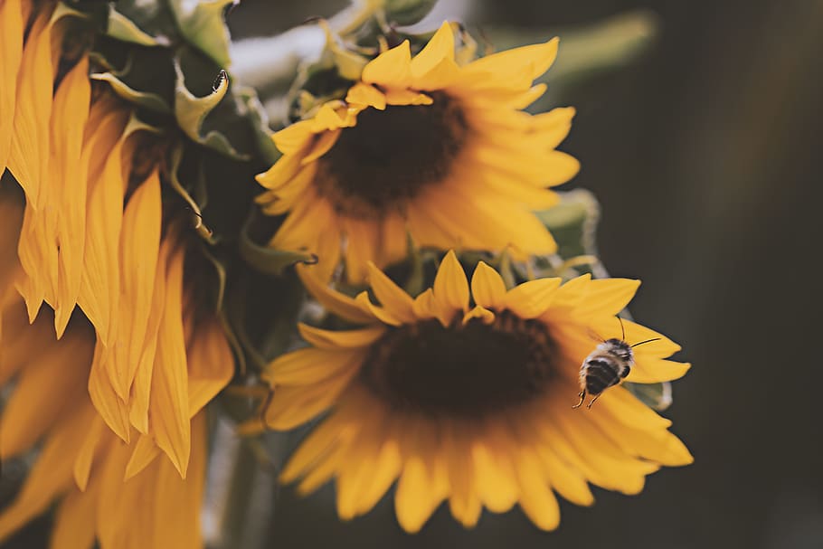 Honey Bee About to Perch on Yellow Sunflower, beautiful, bloom HD wallpaper