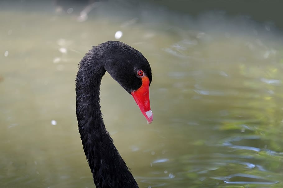 swan, black, black swan, mourning swan, water bird, elegant