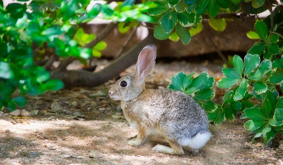 brown and grey rabbit beside green leaf plant, animal, bunny, HD wallpaper