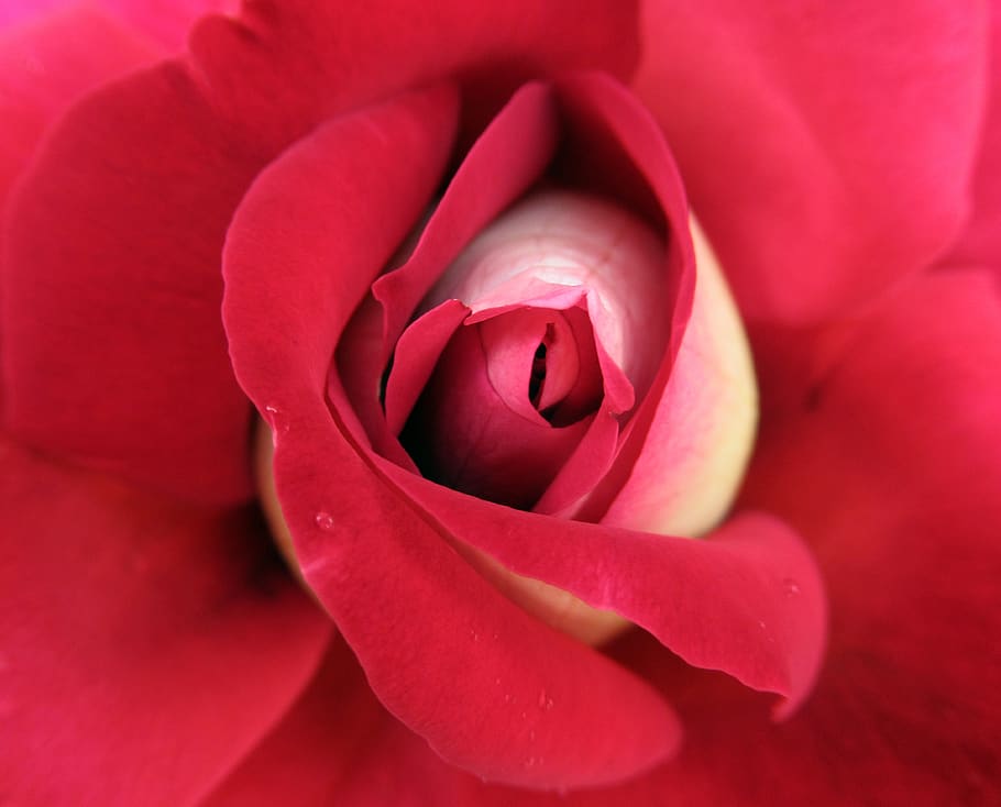 rose, garden, flower, petal, flowering plant, fragility, vulnerability HD wallpaper