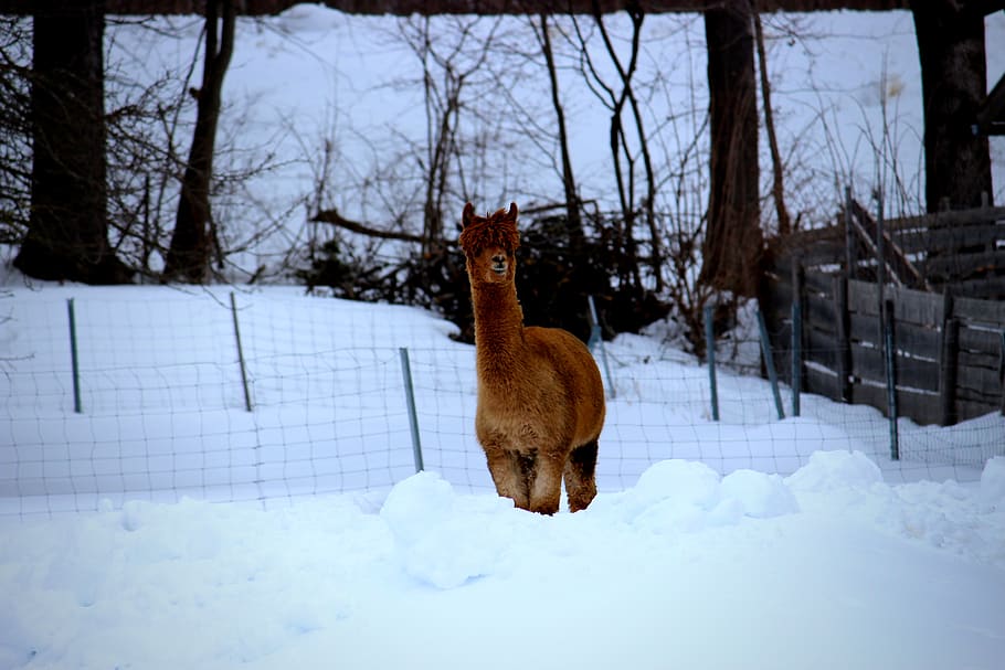 winter, cold temperature, snow, animal, animal themes, mammal HD wallpaper