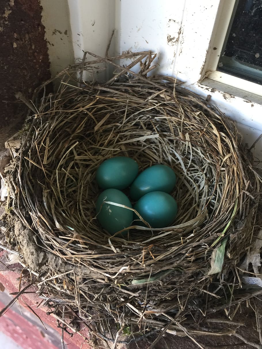robin, eggs, nest, bird, blue, life, animal nest, bird nest, HD wallpaper