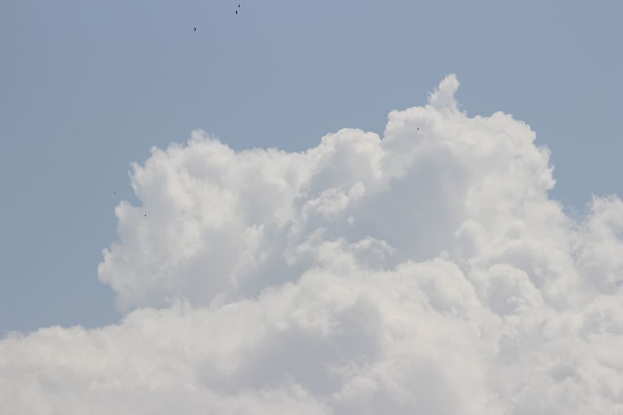 sky, birds, blue, cloud - sky, beauty in nature, low angle view HD wallpaper