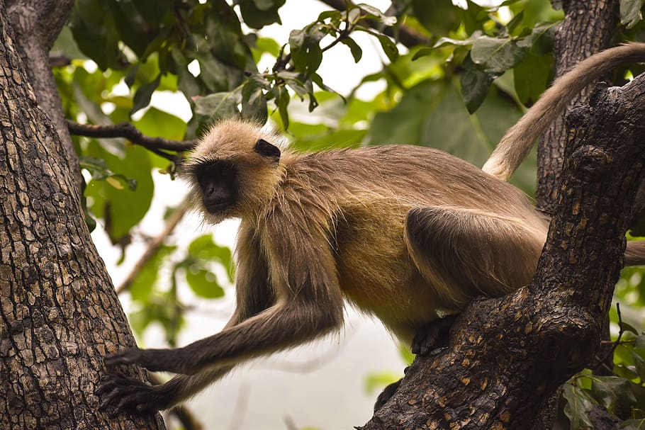 india, junagadh, gir forest, animal wildlife, tree, animals in the wild HD wallpaper