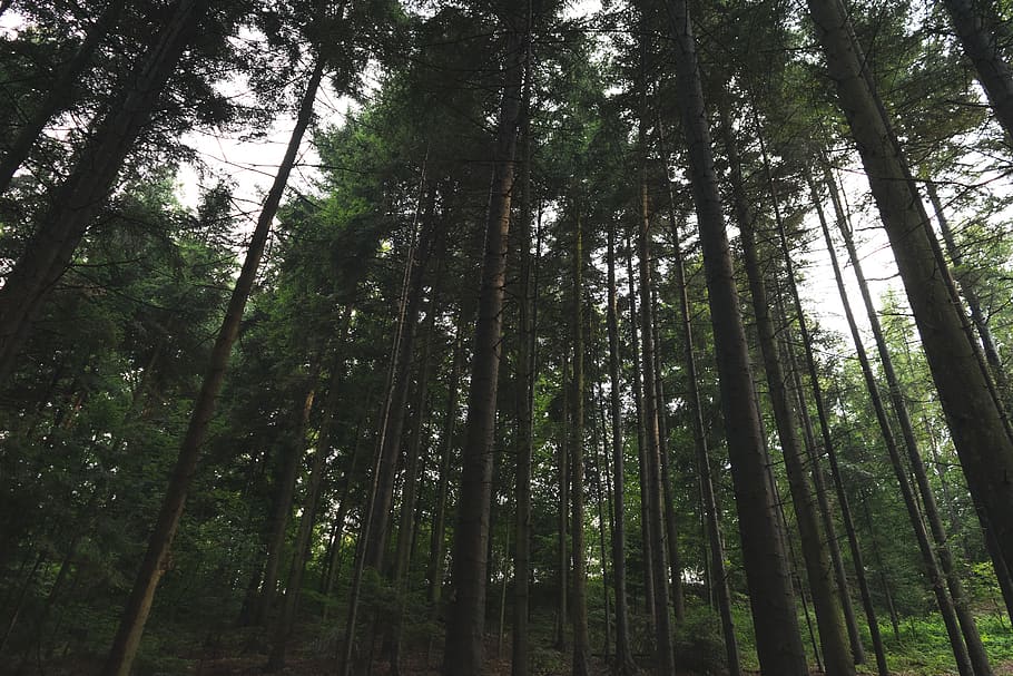 trees, forest, nikon, plant, land, woodland, tranquility, low angle view HD wallpaper