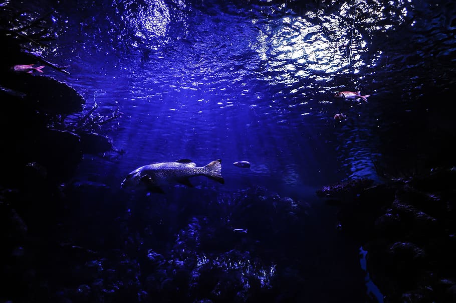 Gray Fish Illustration, animal, aquarium, dark, deep, ocean, pond HD wallpaper