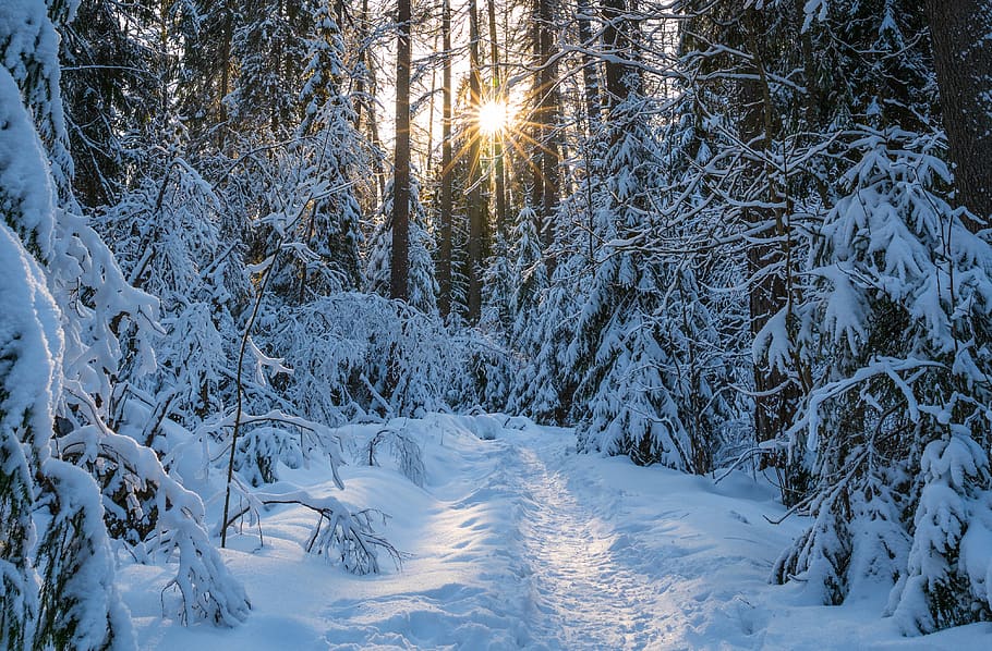 winter, snow, trees, forest, landscape, sun, cold temperature HD wallpaper