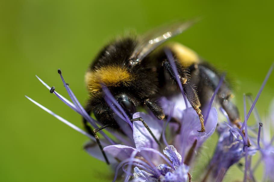 bumblebee, insect, summer, purple, orange, black, closeup, macro HD wallpaper