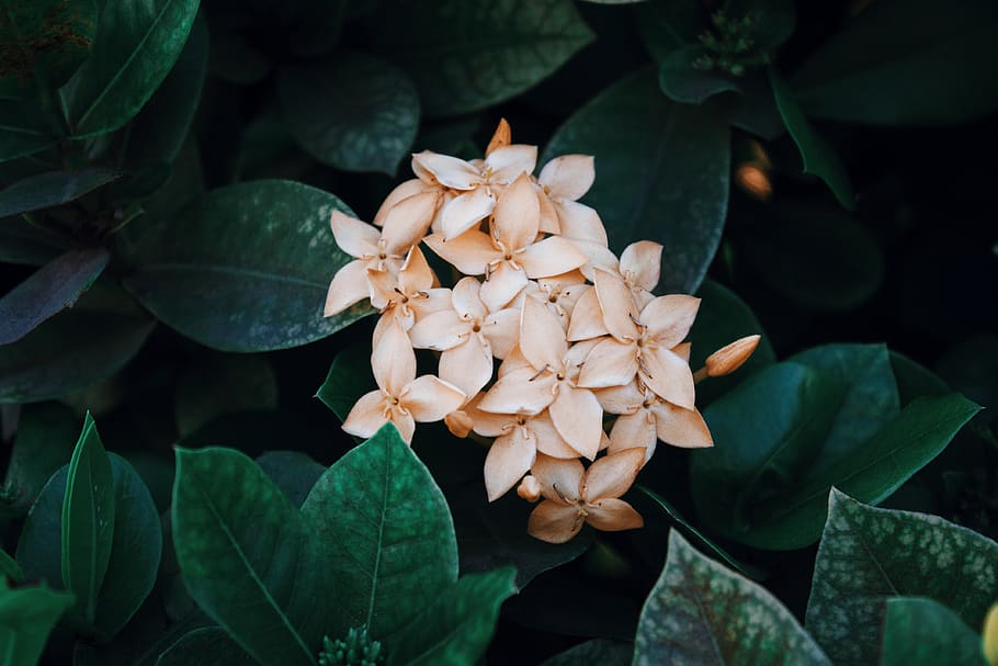 beige ixora flowers, growth, plant, close-up, leaf, plant part HD wallpaper