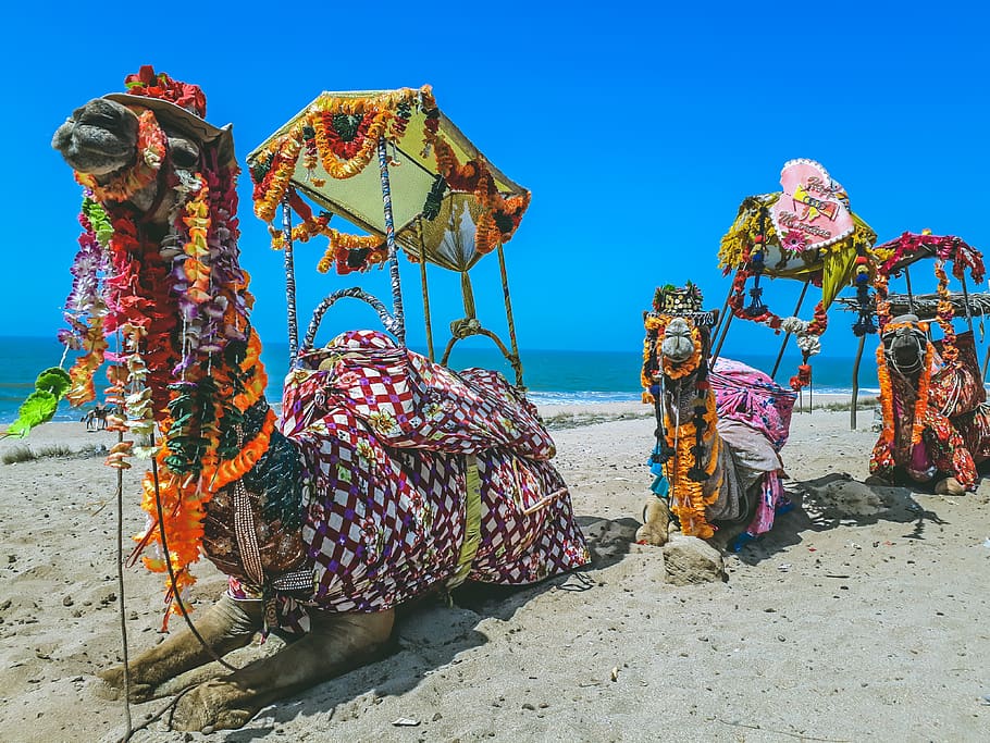 three camels with flowers on head, ocean, water, sea, nature HD wallpaper
