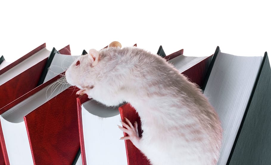 rat, books, white, red, animal, rodant, animal themes, mammal HD wallpaper