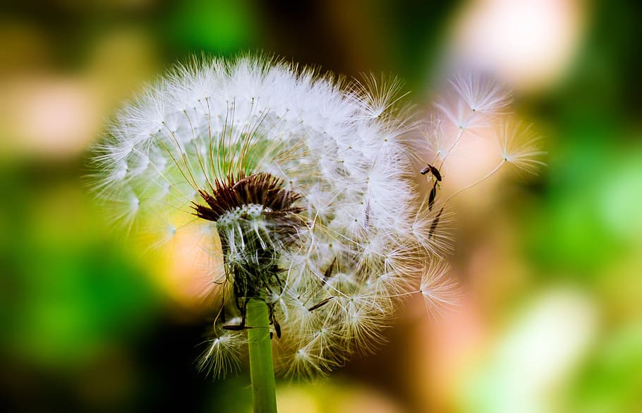 Selective Focus Photograph of Dandelion, beautiful, blur, bright HD wallpaper