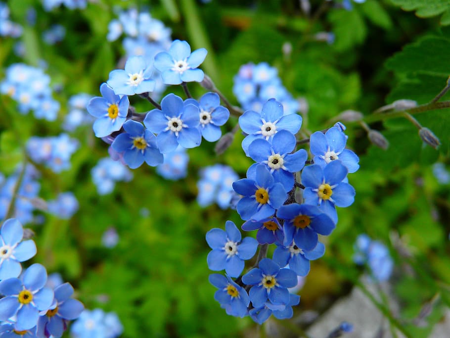 Blue 5 Petaled Flowers, bloom, blossom, flora, macro, myosotis alpestris