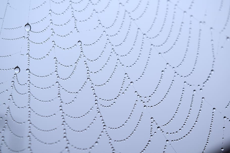 cobweb, raindrops, no people, close-up, pattern, nature, backgrounds HD wallpaper