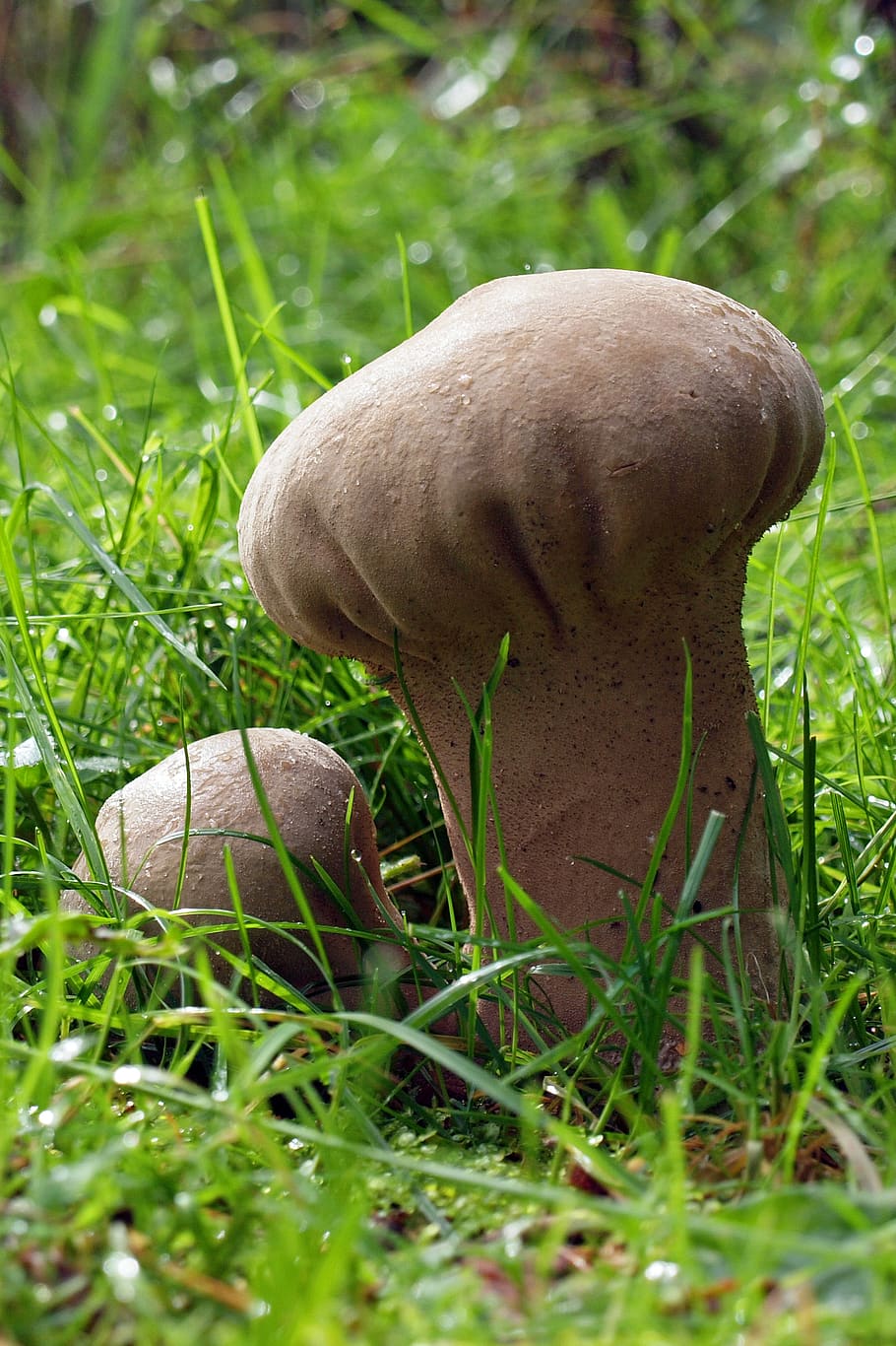 mushroom, grass, plant, field, land, green color, growth, fungus HD wallpaper