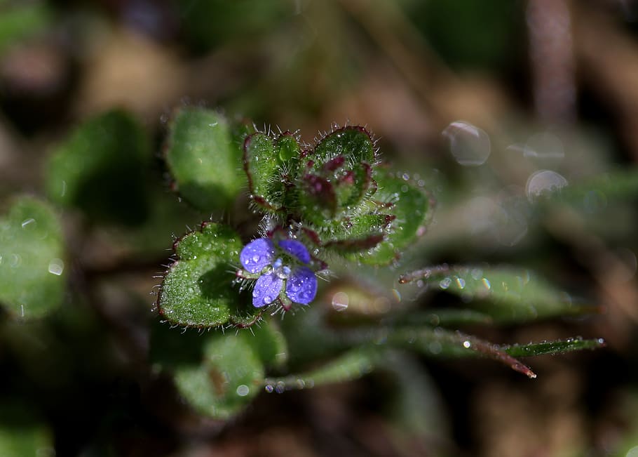 flower, blue, violet, spring, coloring, nature, supplies, small HD wallpaper